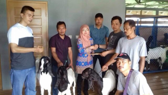 Dinas Ketahanan Pangan dan Pertanian Kota Tangerang Mendistribusikan Kambing PE ke Koperasi Bale Kambang
