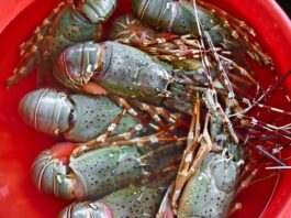 10.000 Anak Lobster Berhasil Diamankan Ditpolair Polda Banten