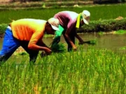 Raih Pendapatan Ekonomi di Usaha Pertanian, Pemkab Lebak Ajak Anak Muda Jadi Petani