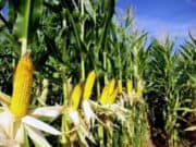 200.000 Hektare Lahan Tanam untuk Lumbung Jagung Nasional di Banten