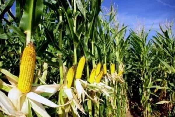 200.000 Hektare Lahan Tanam untuk Lumbung Jagung Nasional di Banten