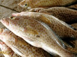 Panen Ikan Kerapu di Pandeglang Meningkat, Menteri Desa: Kita Bangun Model Bisnis Antar BUMDes dan Pengusaha