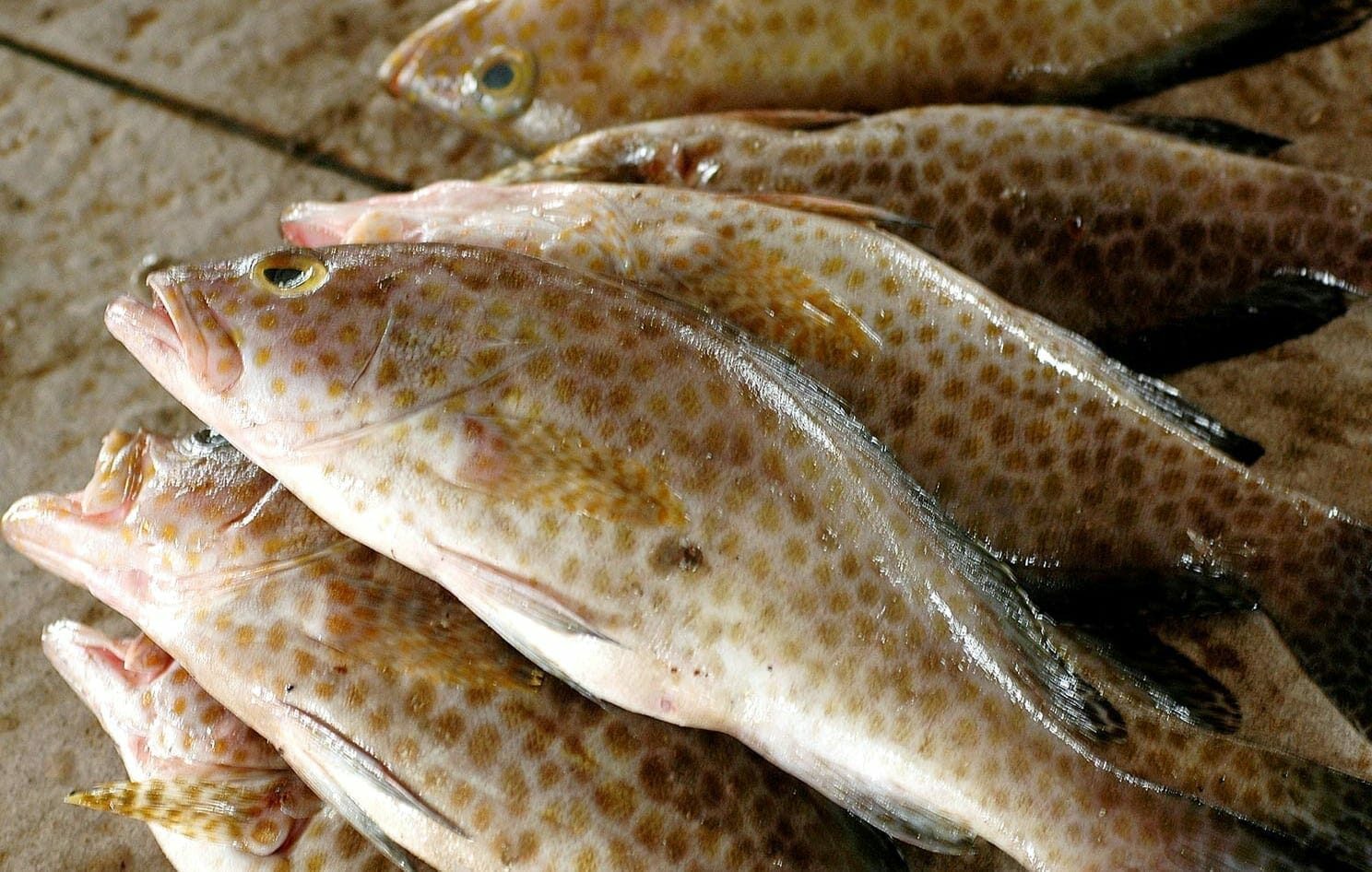 Panen Ikan Kerapu di Pandeglang Meningkat, Menteri Desa: Kita Bangun Model Bisnis Antar BUMDes dan Pengusaha