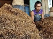Diversifikasi Tembakau Akan Mematikan Kehidupan Petani