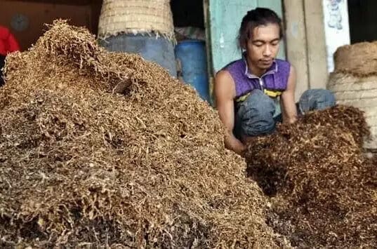 Diversifikasi Tembakau Akan Mematikan Kehidupan Petani Diversifikasi Tembakau Akan Mematikan Kehidupan Petani