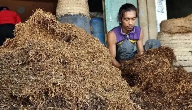 Diversifikasi Tembakau Akan Mematikan Kehidupan Petani