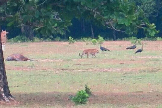 Aneh! Dibilang Punah, Harimau Jawa Tertangkap Kamera di Ujung Kulon Aneh! Dibilang Punah, Harimau Jawa Tertangkap Kamera di Ujung Kulon