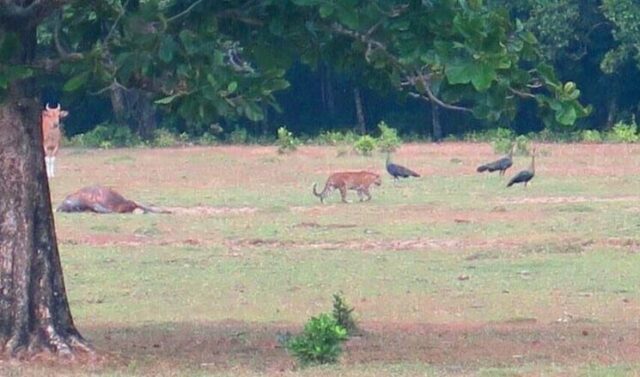 Aneh! Dibilang Punah, Harimau Jawa Tertangkap Kamera di Ujung Kulon