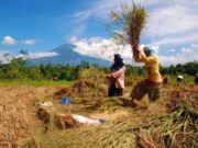 Distanbun Lebak Dorong OJK Bangkitkan Pendapatan Ekonomi Petani