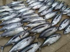 Panen Ikan Layur dan Tuna, Nelayan Lokal dan Nelayan Andong Bersitegang Panen Ikan Layur dan Tuna, Nelayan Lokal dan Nelayan Andong Bersitegang