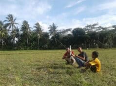Lahan Sawah Jadi Area Bermain Layang-layang di Musim Panas