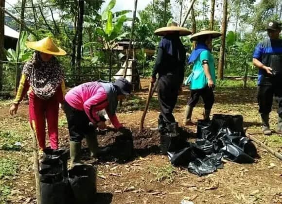 Manfaatkan Tanah Pekarangan, TP PKK Desa Warungbanten Gunakan Pupuk Alami