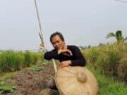 100 Hektar Tanaman Padi di Sepatan Timur Diserang Hama