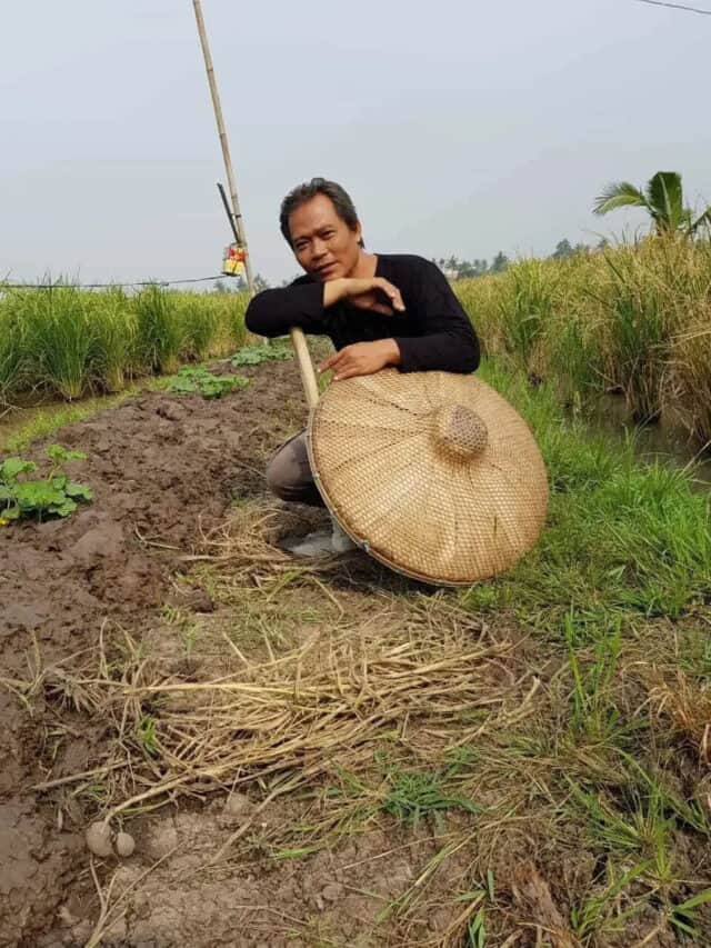 100 Hektar Tanaman Padi di Sepatan Timur Diserang Hama