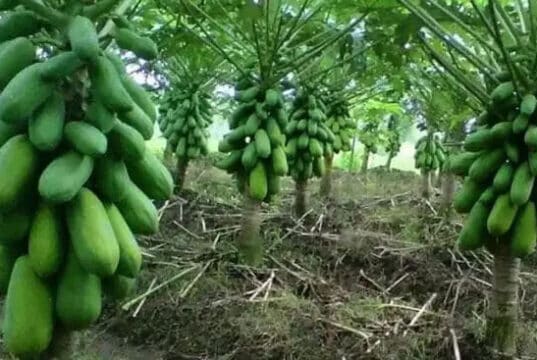 Lebak Provinsi Banten Tahun Ini Mulai Memanen Pepaya California Lebak Provinsi Banten Tahun Ini Mulai Memanen Pepaya California