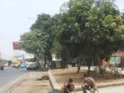 Beruang Hitam Tebas Billboard tak Bayar Pajak