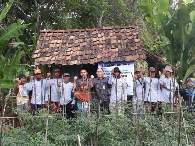 Program PKUR YBM BRI, naikkan Derjat Hidup Petani Cabai Merah Program PKUR YBM BRI, naikkan Derjat Hidup Petani Cabai Merah