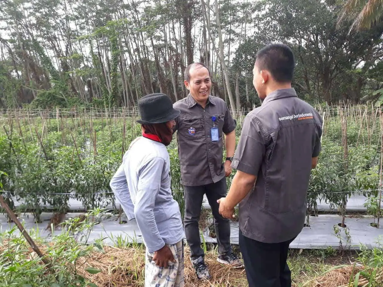 Program PKUR YBM BRI, naikkan Derjat Hidup Petani Cabai Merah