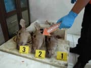 Begini Peran Masing-Masing Tersangka Pemburu Rusa Liar di TNUK