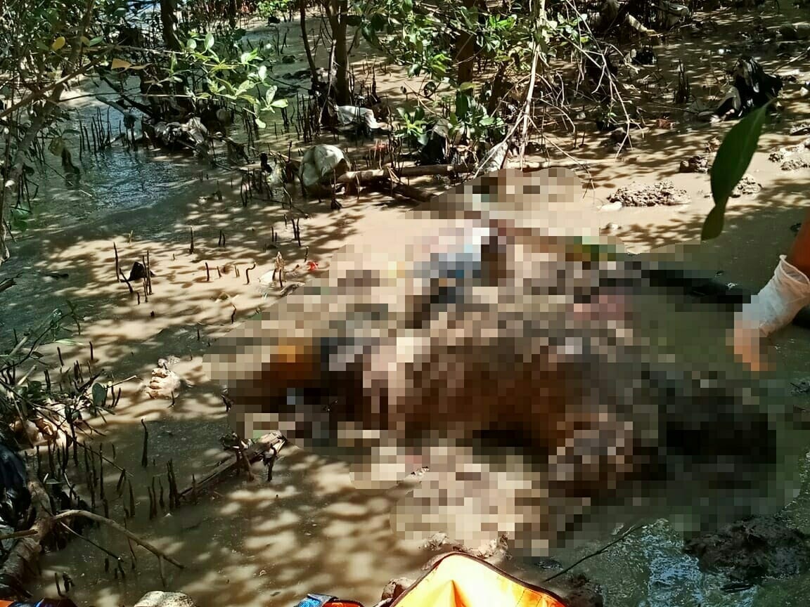 Mayat Perempuan Tanpa Identitas Ditemukan di Hutan Mangrove