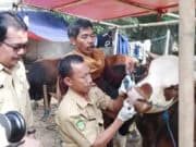 Idul Adha 1440 Hijriah, Jokowi Beli Sapi 1,2 Ton di Tangerang