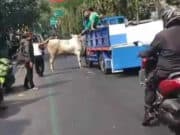 Ditangerang, Sapi Qurban Lepas Dari Truk Pengendara Lain Panik