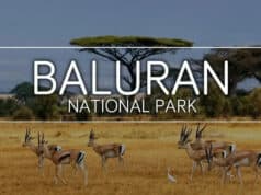 Rekomendasi Hutan Wisata Terbaik di Banyuwangi Rekomendasi Hutan Wisata Terbaik di Banyuwangi