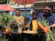 Panen Jahe Hingga Nikmati Olahannya di Kota Tangerang