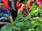 Panen Sayur Mayur di KRPL Kota Tangerang Bersama Wali Kota