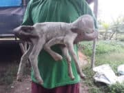 Heboh! Kambing Berkaki 5 di Tangerang