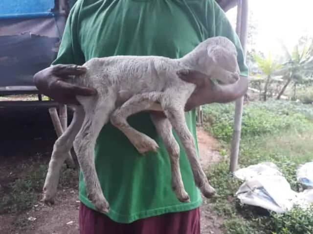 Heboh! Kambing Berkaki 5 di Tangerang