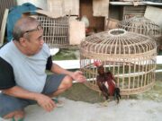 Ayam Seharga Puluhan Juta Digondol Maling di Tangerang