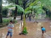 Dibohongi Pengembang, Jalan di Taman Royal Ditanami Pohon Pisang