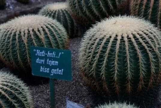 Budidaya Kaktus Untuk Pemula