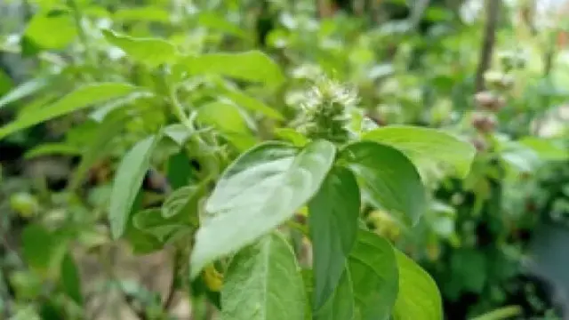 Budidaya Lalapan Daun Kemangi Yang Memiliki Banyak Manfaat Budidaya Lalapan Daun Kemangi Yang Memiliki Banyak Manfaat