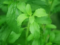 Keistimewaan dan Cara Budidaya Daun Stevia