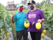 Bersama Pangdam, Bupati Zaki Panen Melon di Teluknaga
