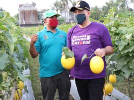 Bersama Pangdam, Bupati Zaki Panen Melon di Teluknaga