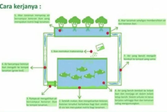 Cara Mudah Membuat Akuaponik di Dalam Ember