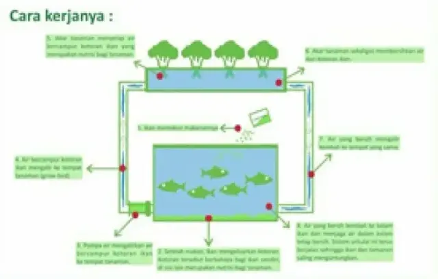Cara Mudah Membuat Akuaponik di Dalam Ember Cara Mudah Membuat Akuaponik di Dalam Ember