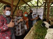PLN Banten Berdayakan Masyarakat Dengan Usaha Dolis