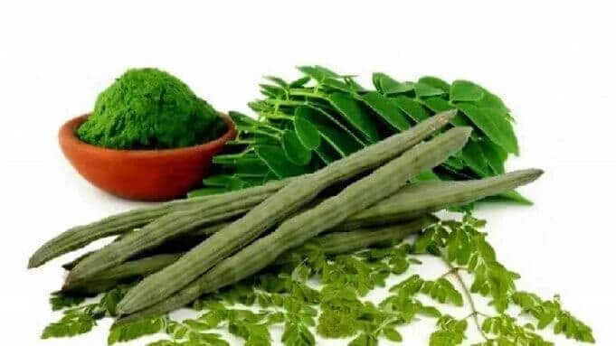 Nutrisi Dan Potensi Moringa Oleifera