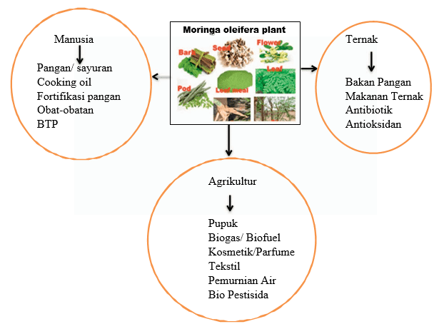 Nutrisi Dan Potensi Moringa Oleifera