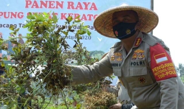 Ketahanan Pangan, Kapolres Panen Sayur Mayur di Banksasuci Kota Tangerang