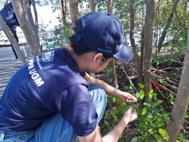 Mahasiswa KKN PPM UGM Mengembangkan Gel Hand Sanitizer Berbahan Olahan Mangrove