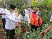 DKP Kota Tangerang Sebar Bibit Sayuran Buah Sebanyak 486 Ribu Polybag