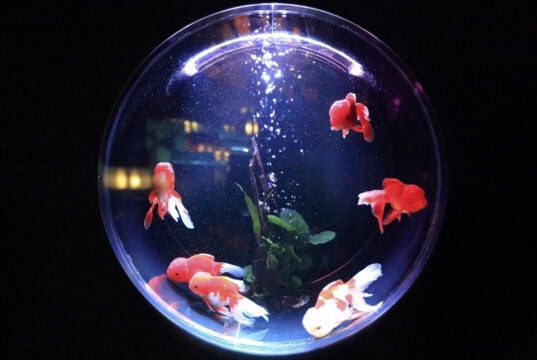 Peluang Usaha Aquarium Hias Peluang Usaha Aquarium Hias
