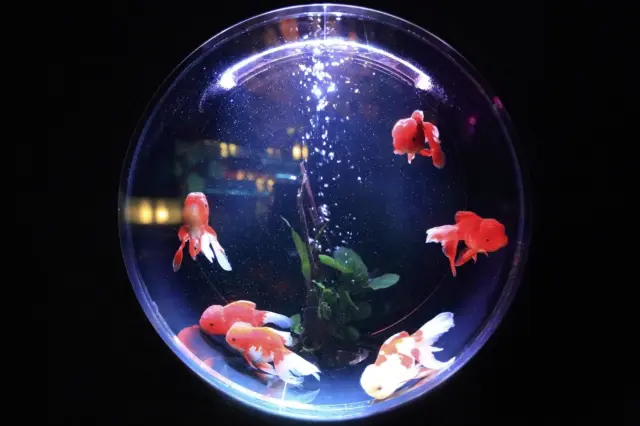 Peluang Usaha Aquarium Hias Peluang Usaha Aquarium Hias