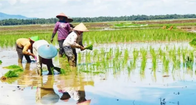 DPP HIPMA MPH; Pemerintah Perlu Maksimalkan Penyerapan Beras Dari Petani DPP HIPMA MPH; Pemerintah Perlu Maksimalkan Penyerapan Beras Dari Petani