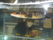Fantastis, Harga Ikan Gabus Hias ini Senilai Rp60Juta di Pameran CMT